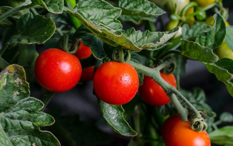 Agricultural- Pixabay