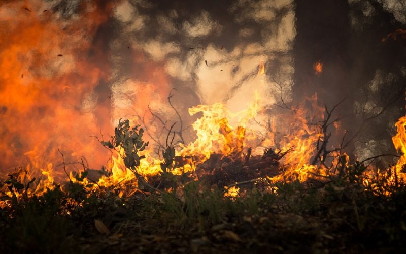Incendio forestal