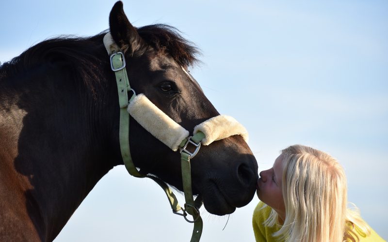 Caballos, animales como terapia curativa en personas. Foto: PULL