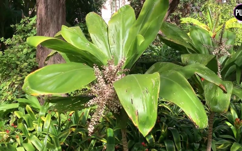 Hijuela del Botánico, un pequeño tesoro en La Orotava