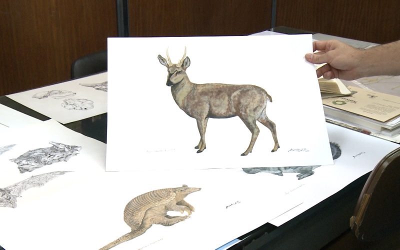 ilustración cieentífica
