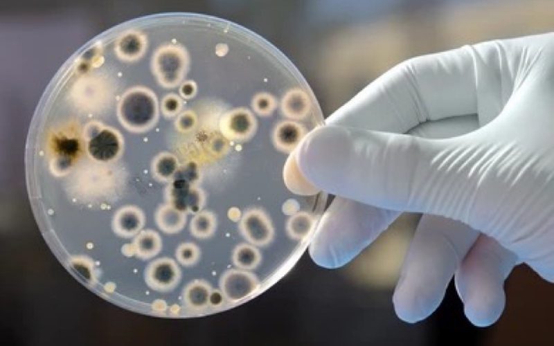 Superbacterias