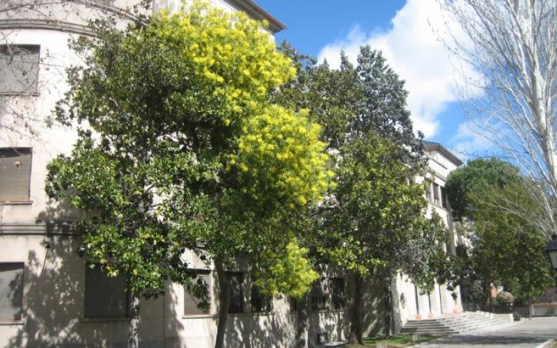 Colegio Mayor Universitario Juan Luis Vives