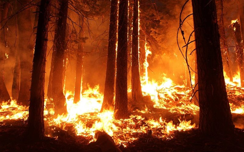 Incendio forestal