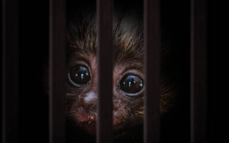 Tráfico ilegal de animales