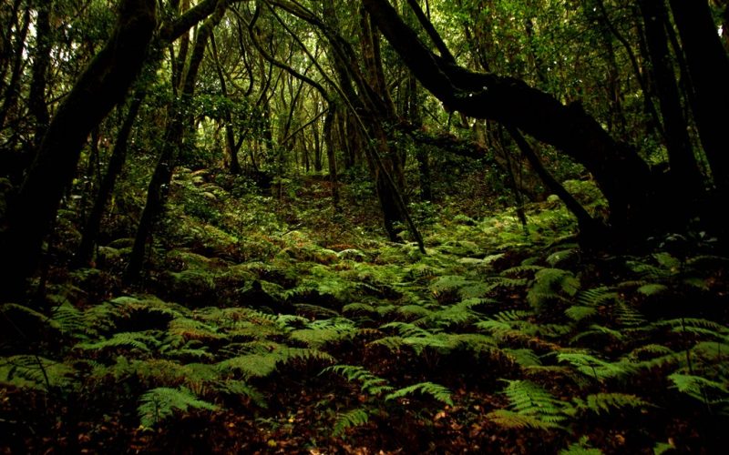 Parque de Garajonay