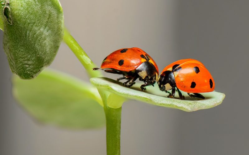 bichillos
