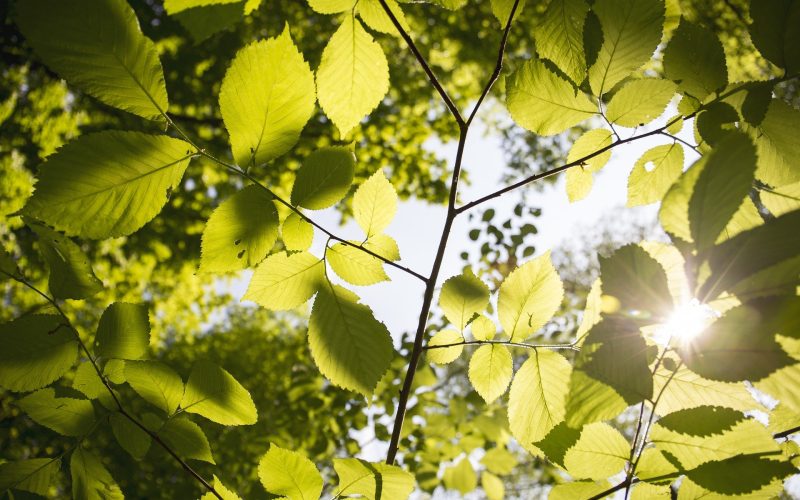 leaves-3089991_1920