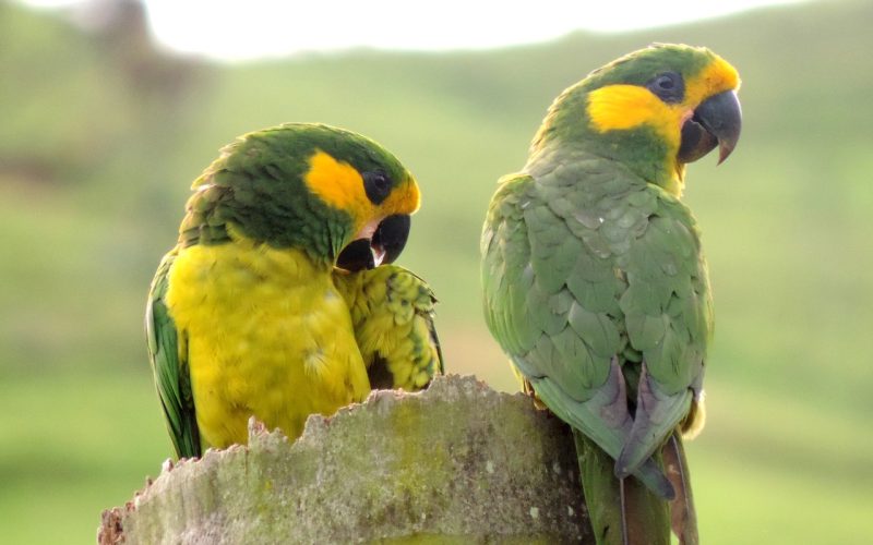Loro Orejiamarillo