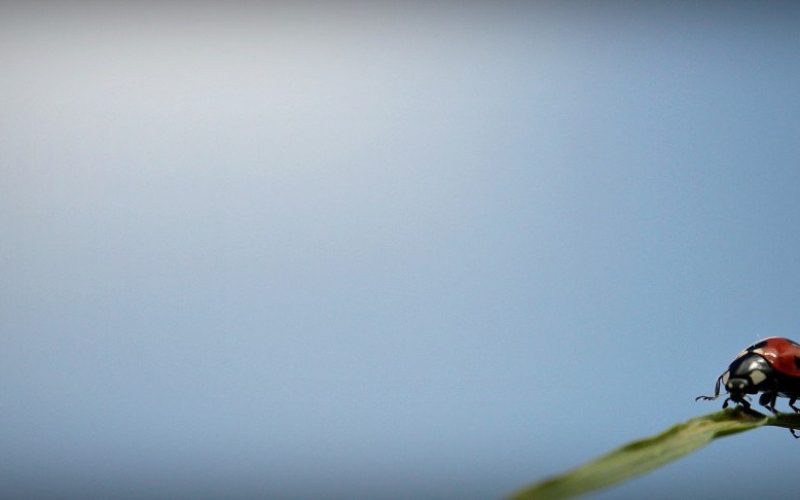 Feromonas sintéticas para reducir el uso de pesticidas en la agricultura