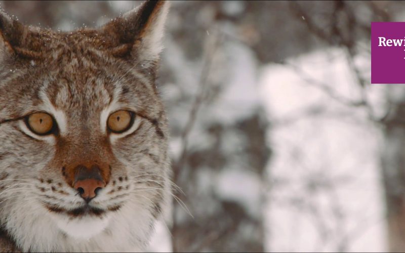 Empresa, medioambiente e innovación, juntos en Rewilding Europe