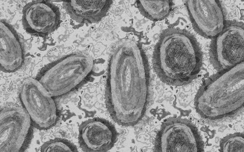 Virus de la familia de los Orthopoxvirus