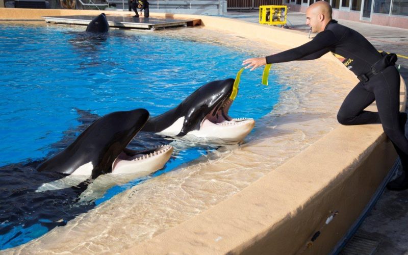 Investigadores de la Autónoma de Barcelona estudian el bienestar de las orcas del Loro Parque