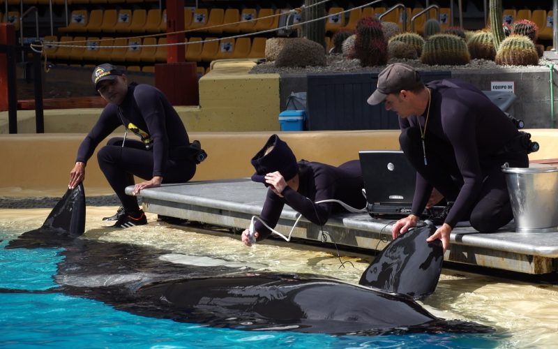 La contaminación marina podría causar infertilidad en las orcas