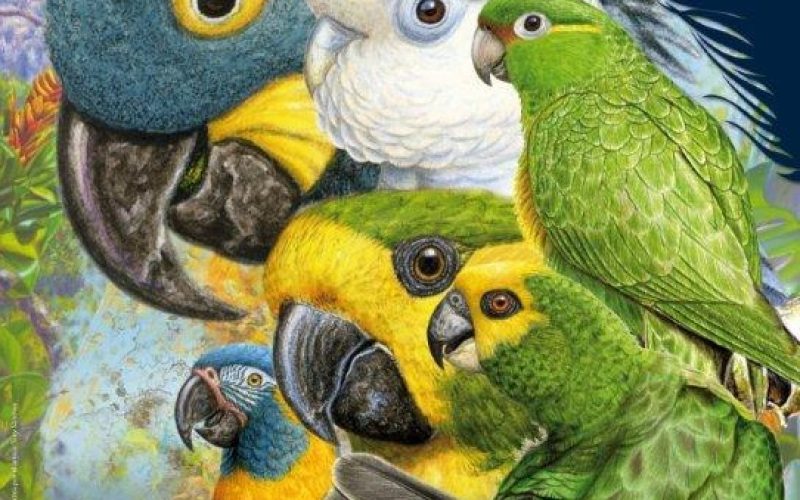 IX Congreso Internacional de Papagayos