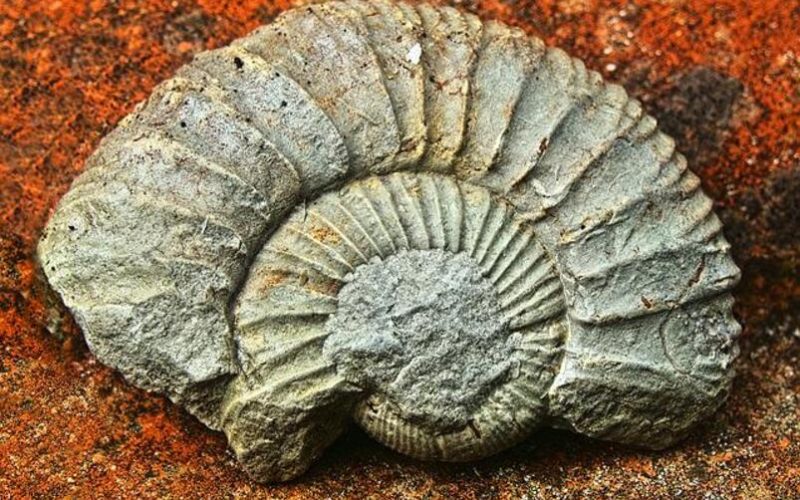 Paleontología