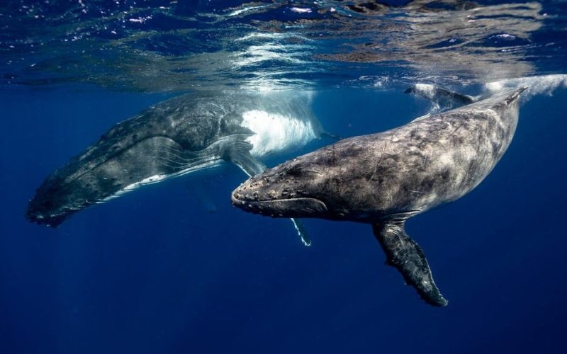 Los cetáceos, las especies marinas afectadas