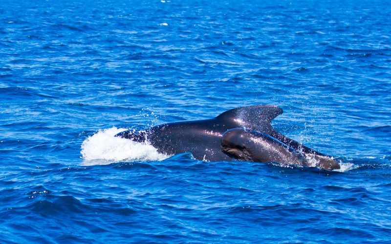orcas
