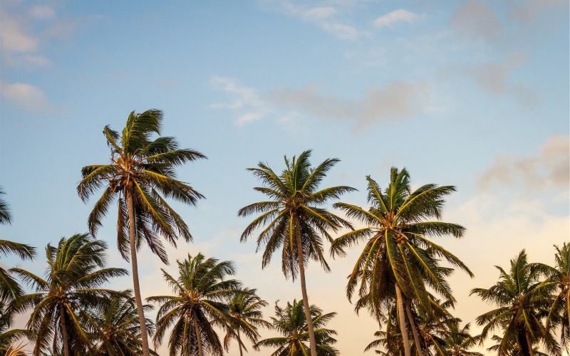 Palmeras