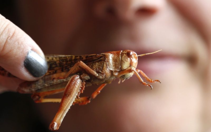 saltamontes