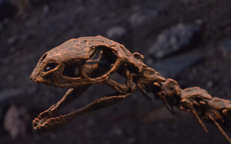 Paleoeduca