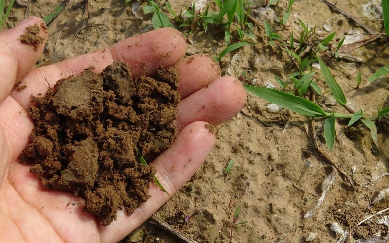 vermicompostaje