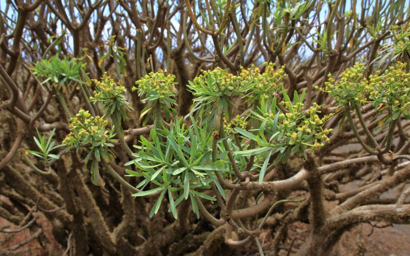 Tabaiba amarga