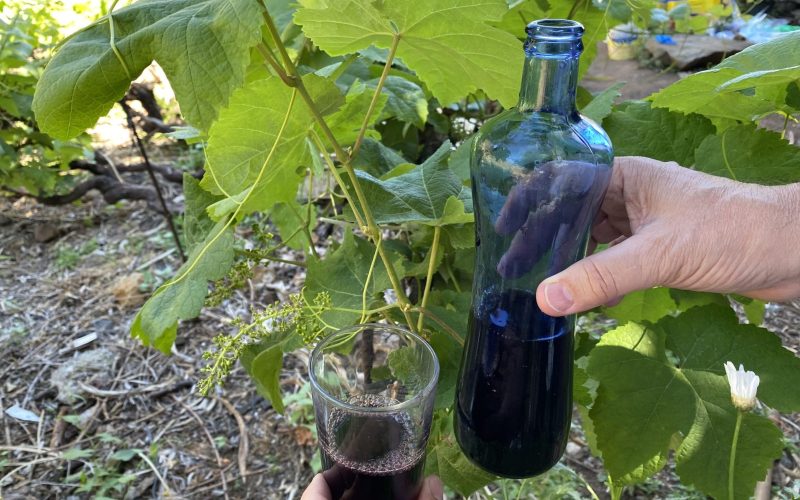 Viticultura