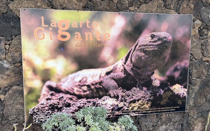 Lagarto Gigante de El Hierro
