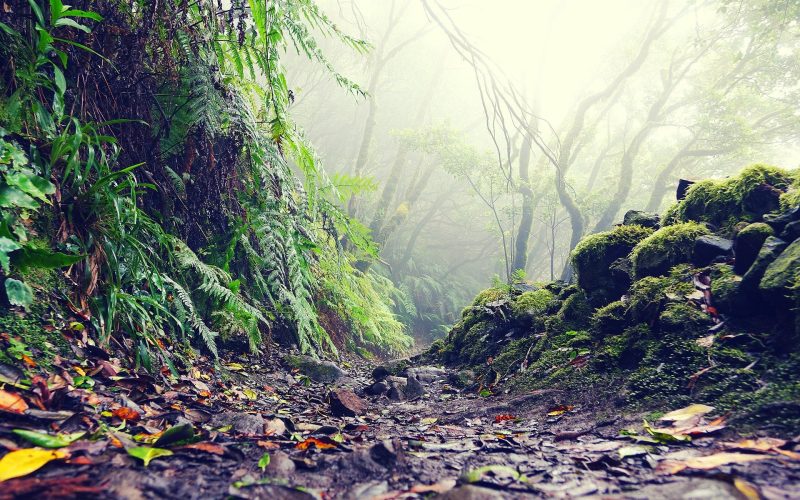 'Ecoeje', iniciativa medioambiental para impulsar el desarrollo ecológico