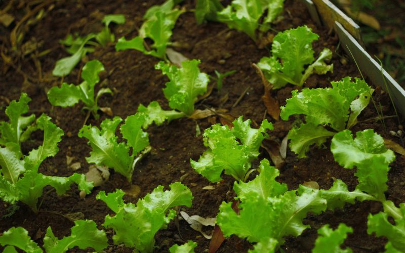 Cultivo