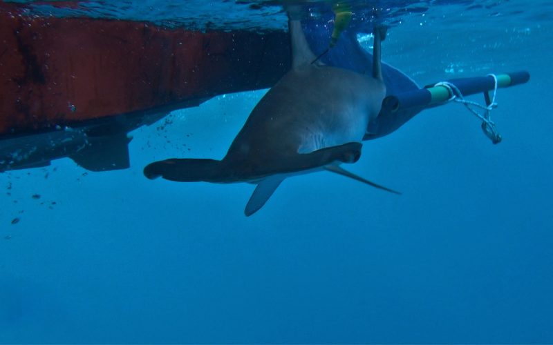 Loro Parque Fundación y ElasmoCan marcan un tiburón con un dispositivo satelital