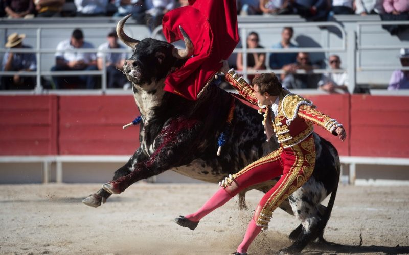 toros