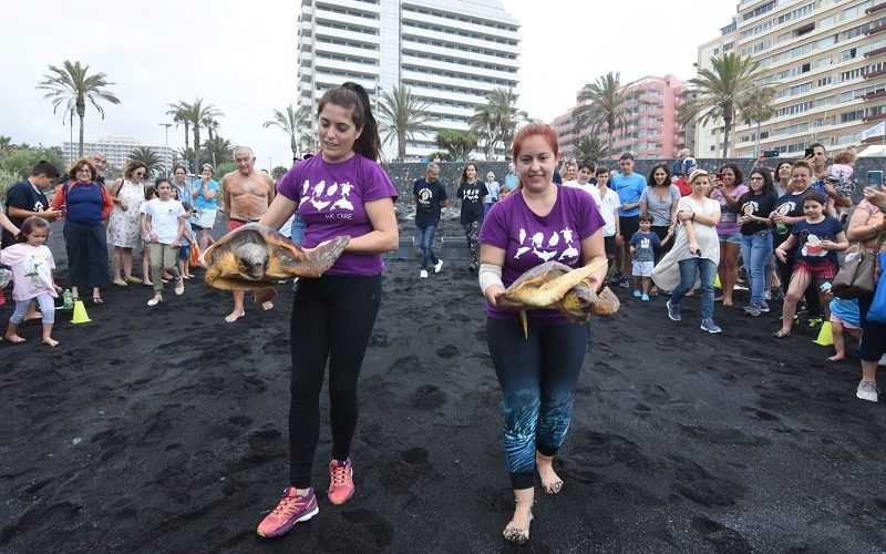 Loro Parque Fundación realiza una suelta de tortugas en Playa de Martiánez