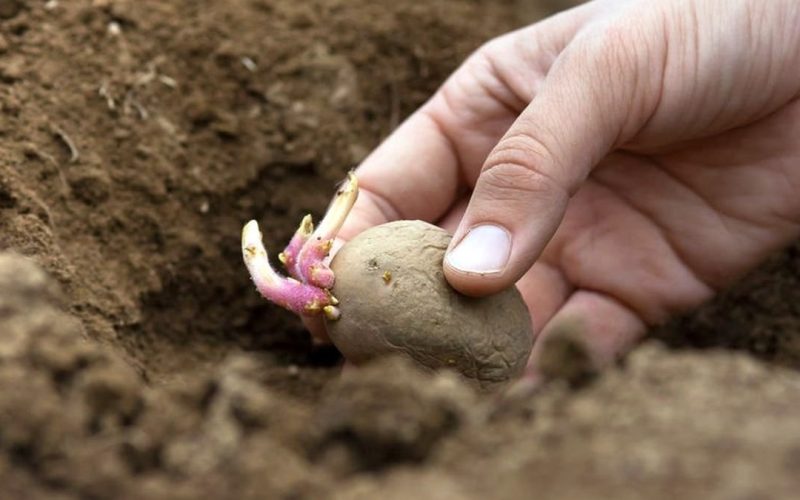 Una persona sostiene una papa