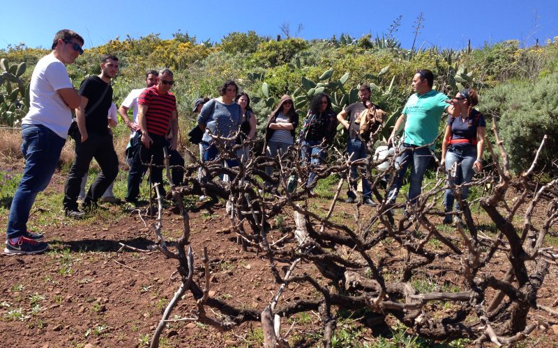 La ULL reúne a las bodegas que desarrollan enoturismo en Canarias