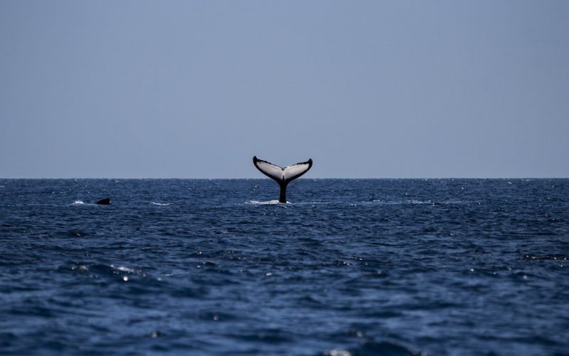 whale-1118876_1280
